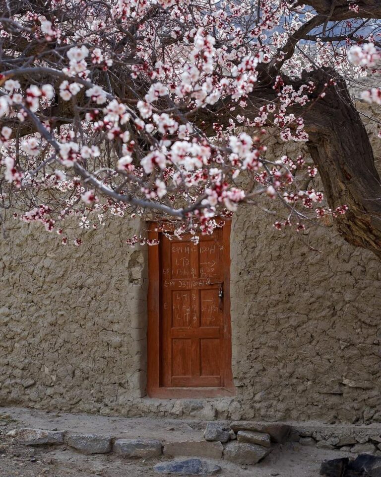 Blossom in Hunza