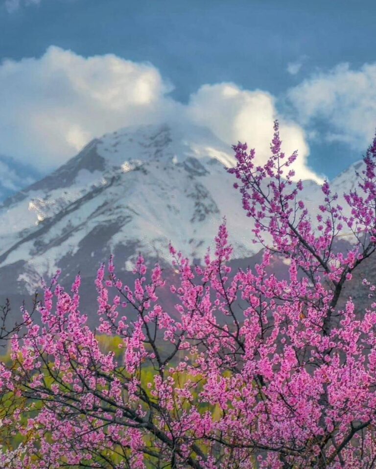 Cherry Blossom in Hunza