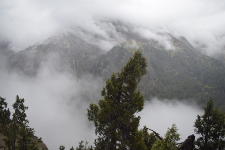 Clouds in Forest