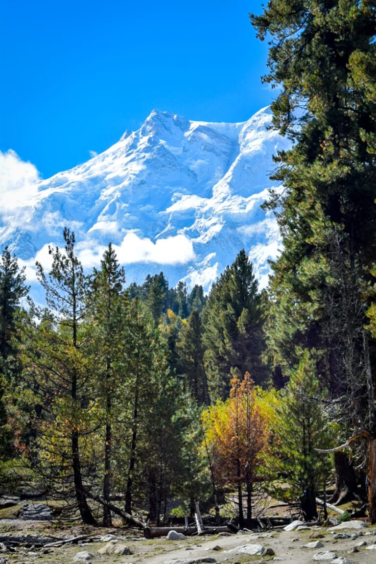 Fairy Meadows Forest